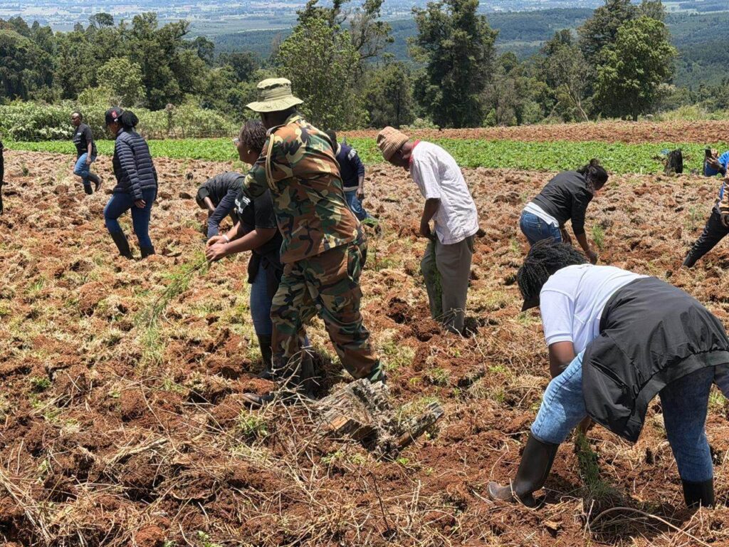 Privatization Authority tree planting activity in Sorget Forest 09