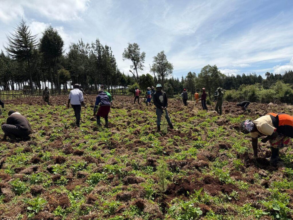 Privatization Authority tree planting activity in Sorget Forest 23