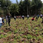 Tree Planting Initiative 18