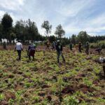 Tree Planting Initiative 19
